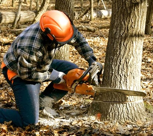 Tree Removal in Ballinger, TX